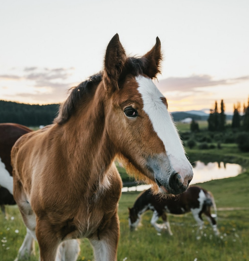 Montana wedding venues